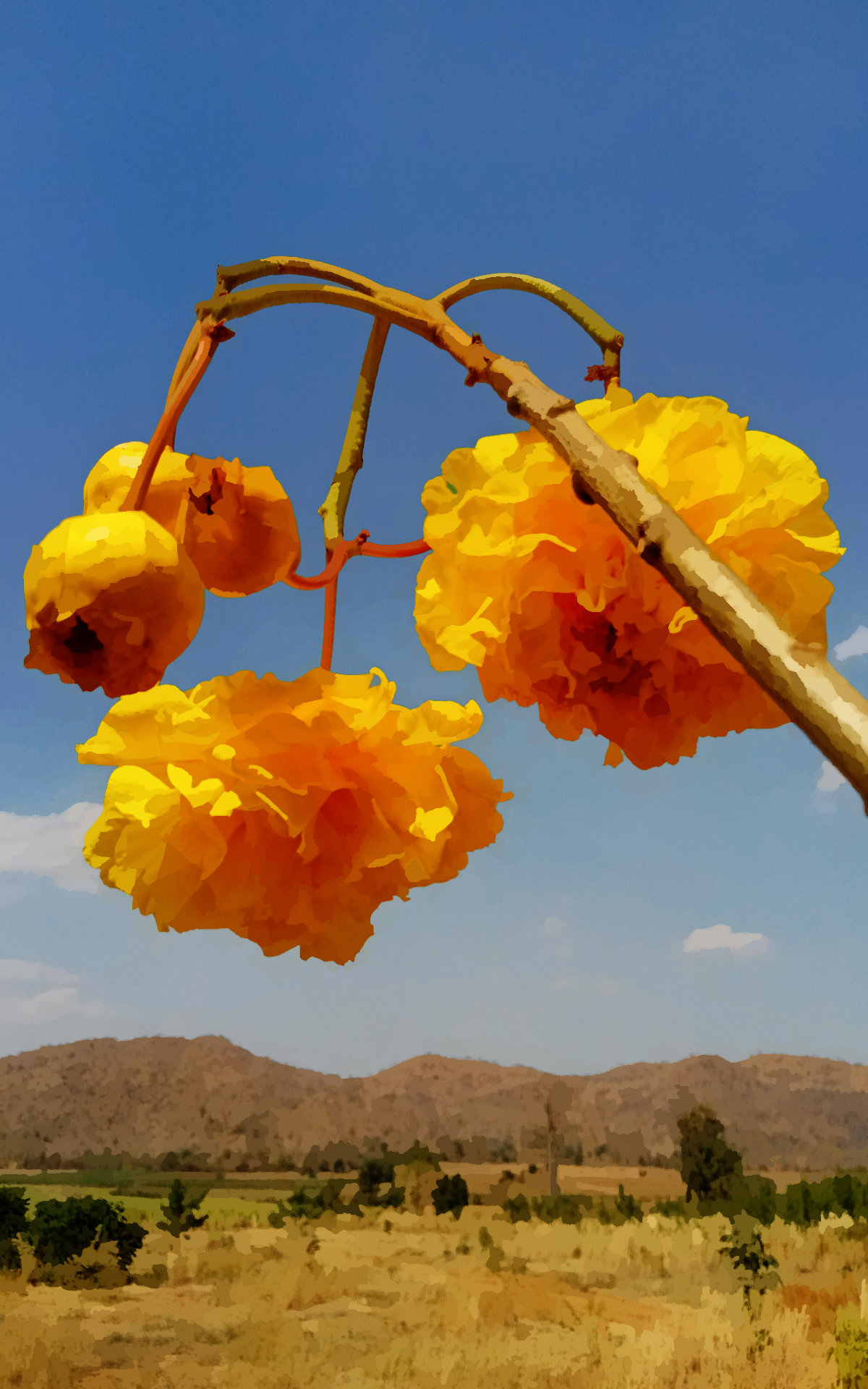 Some yellow flowers