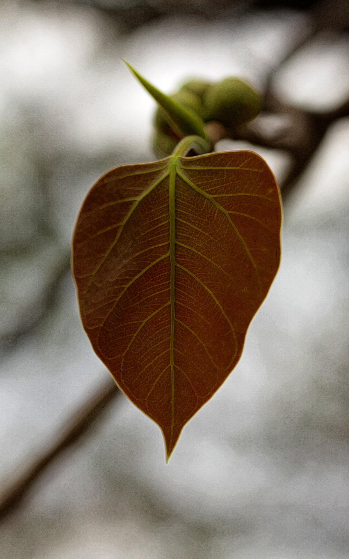 A Bo leaf