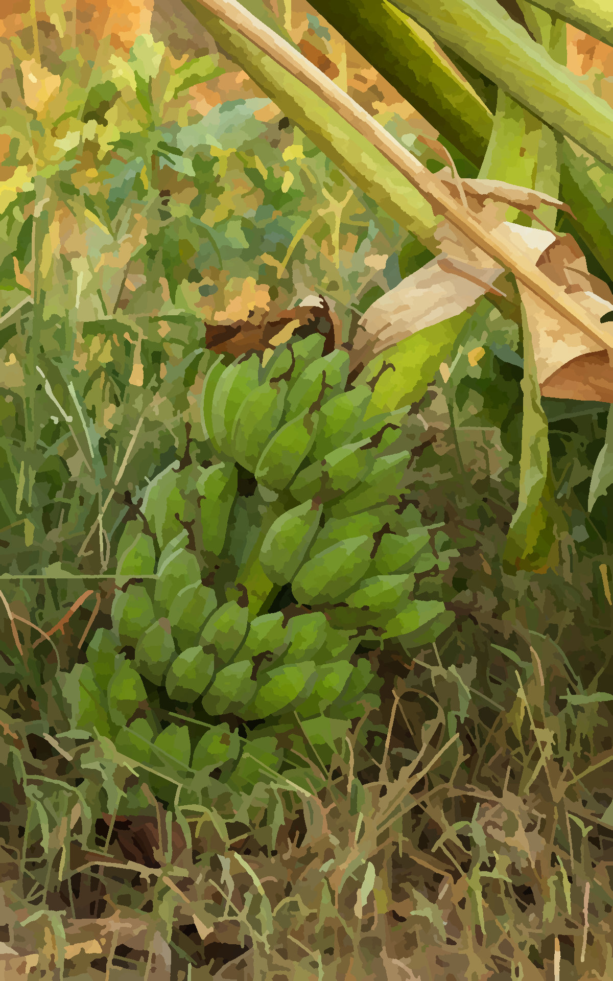 A fallen banana tree