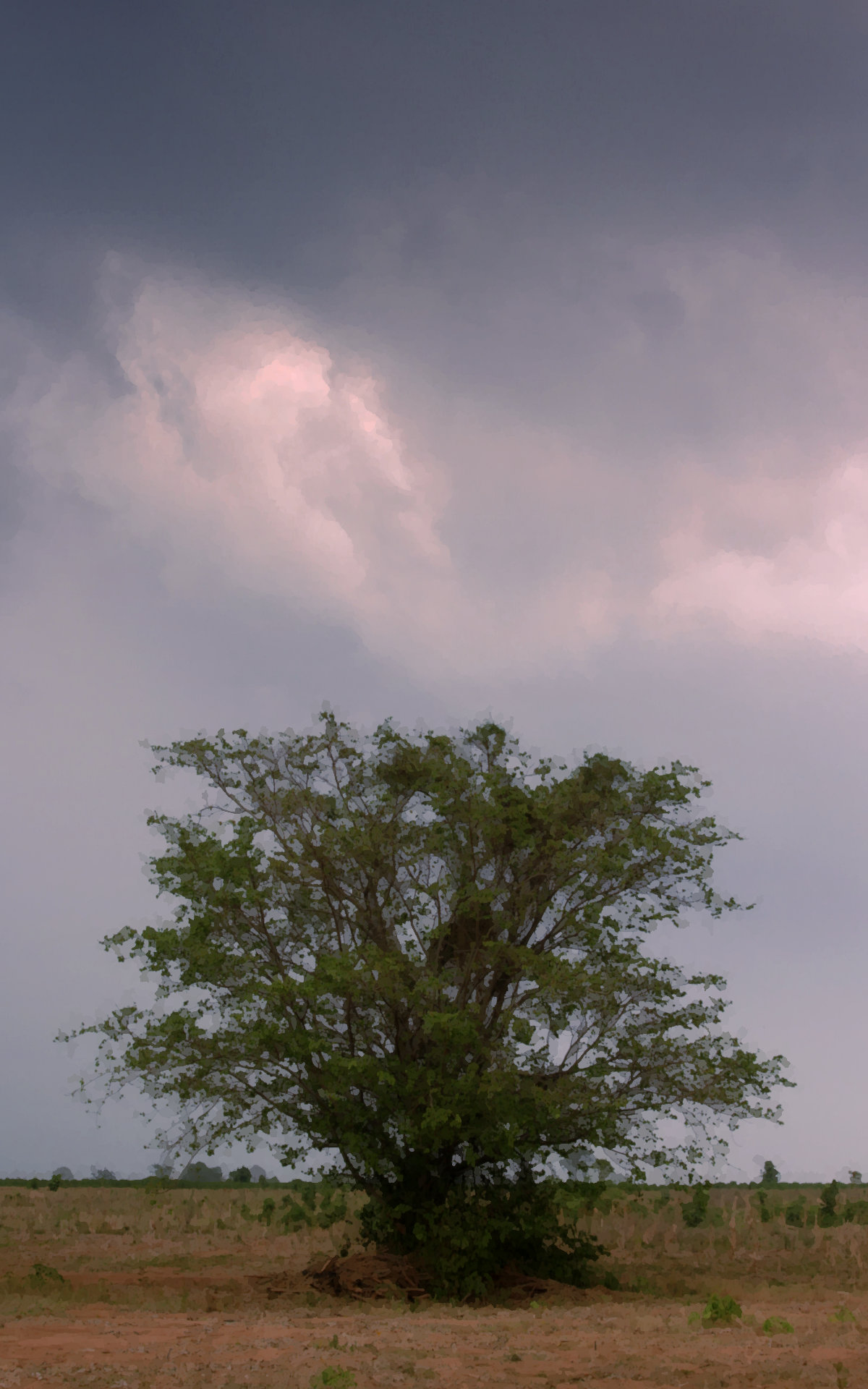 A Bo tree on a cloudy day