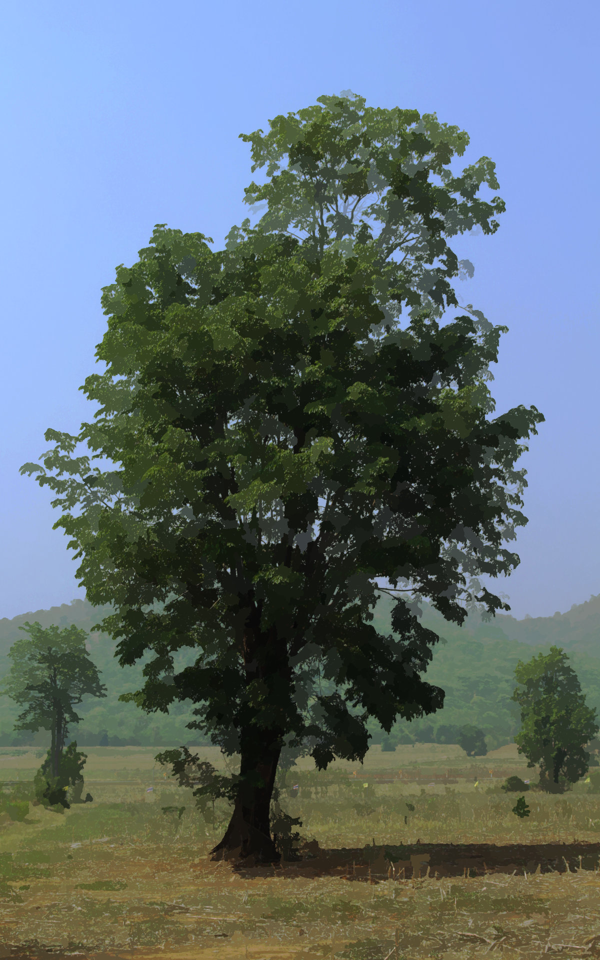 A tree in the field