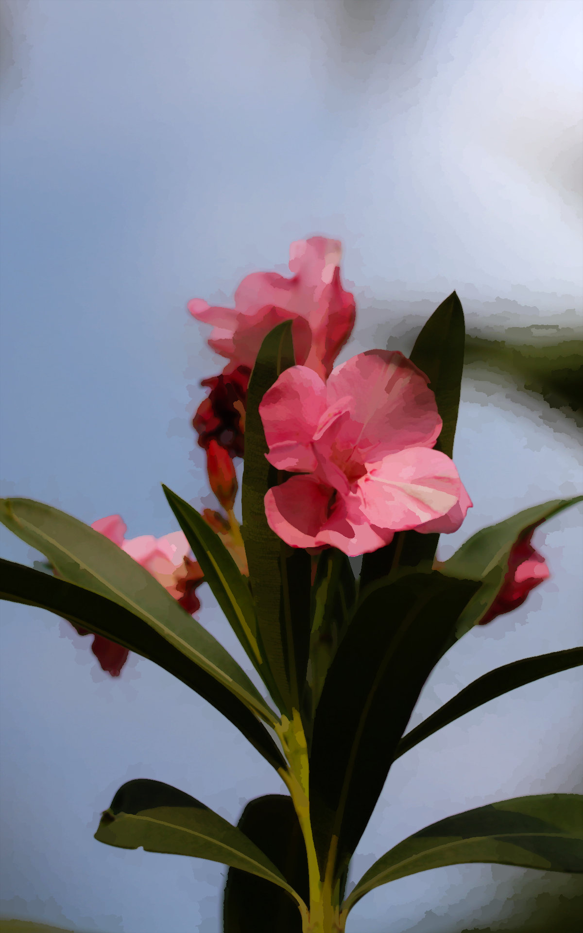 Some pink flowers