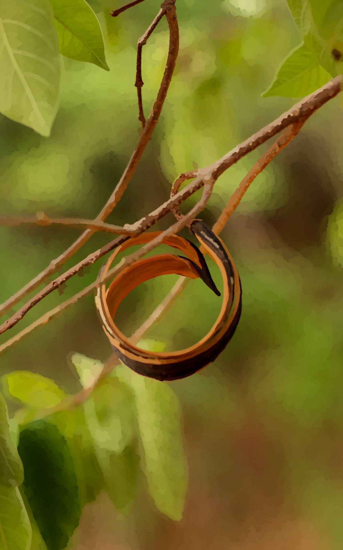 A curled dry pod