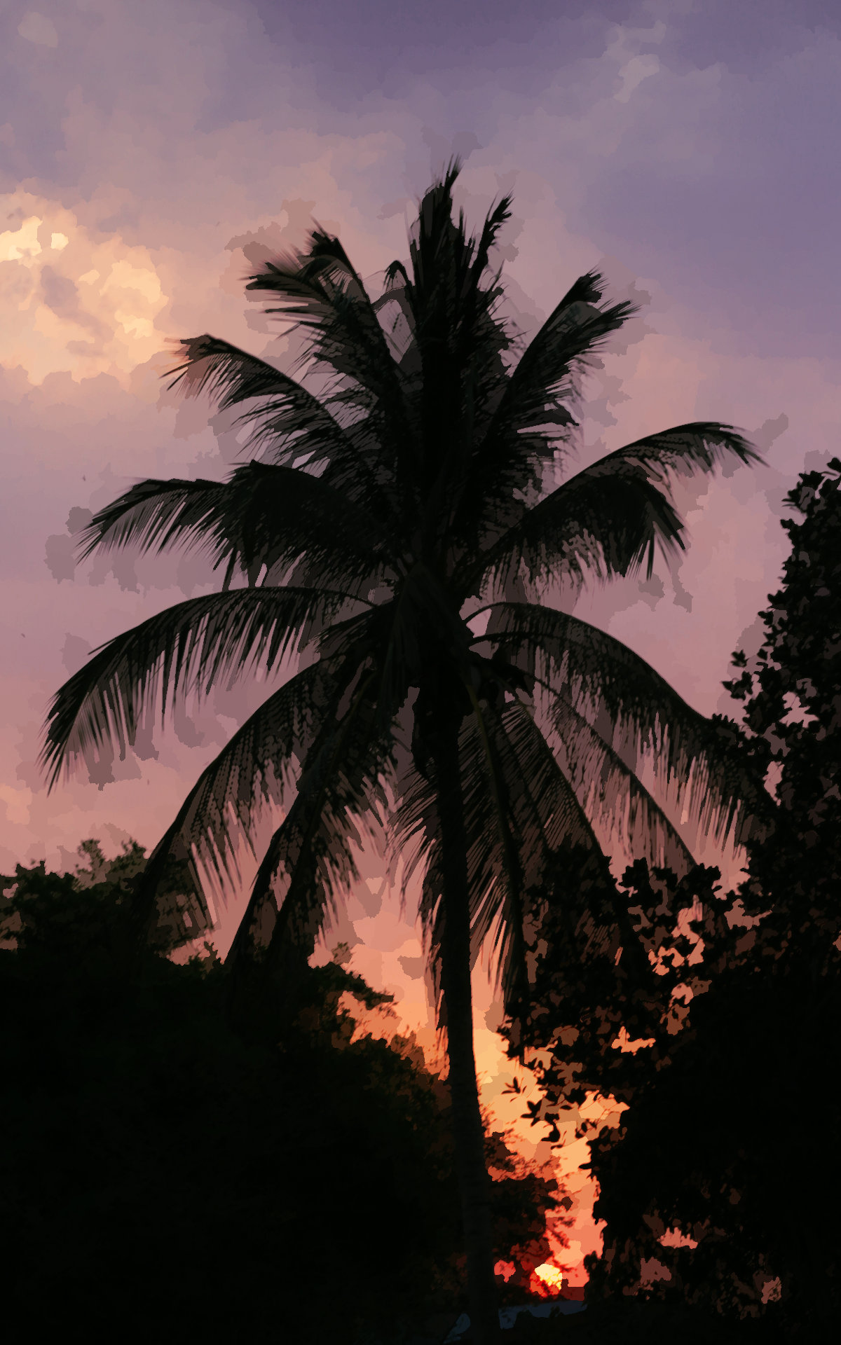 A coconut tree at a sunset