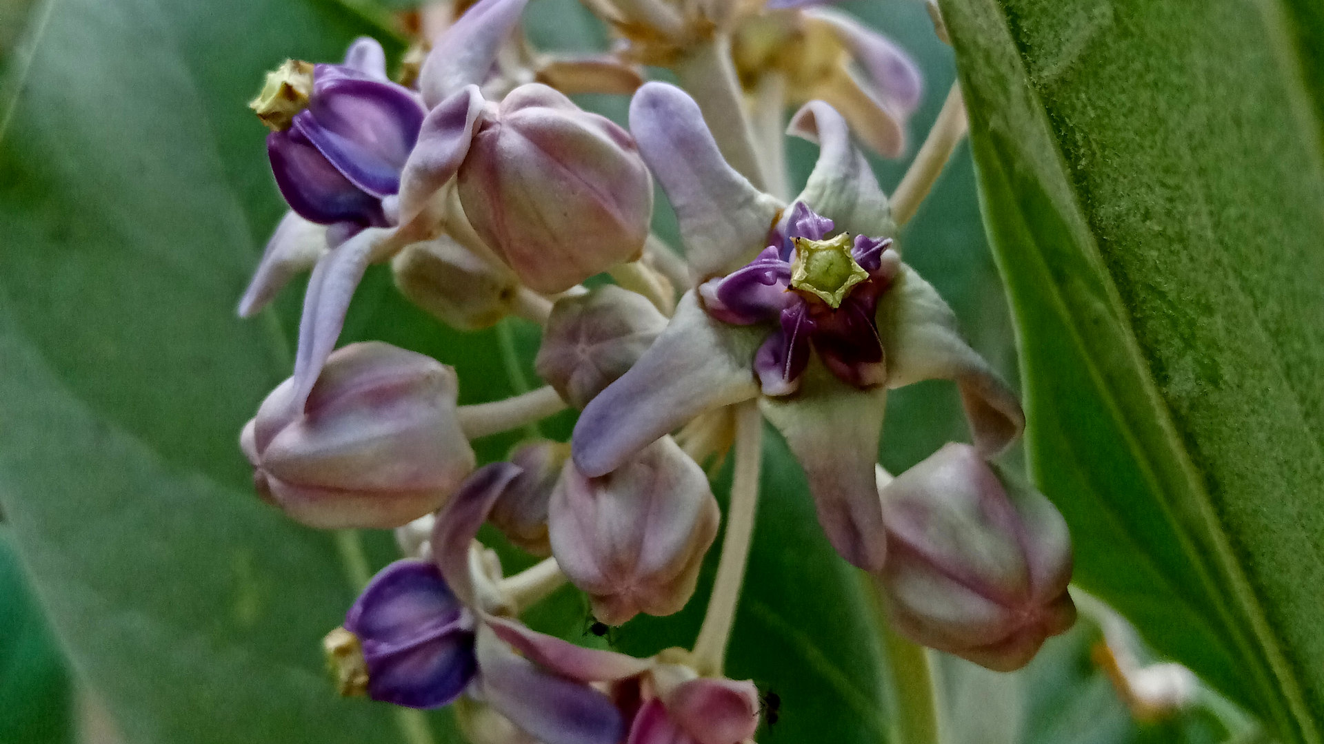 A bunch of crown flower