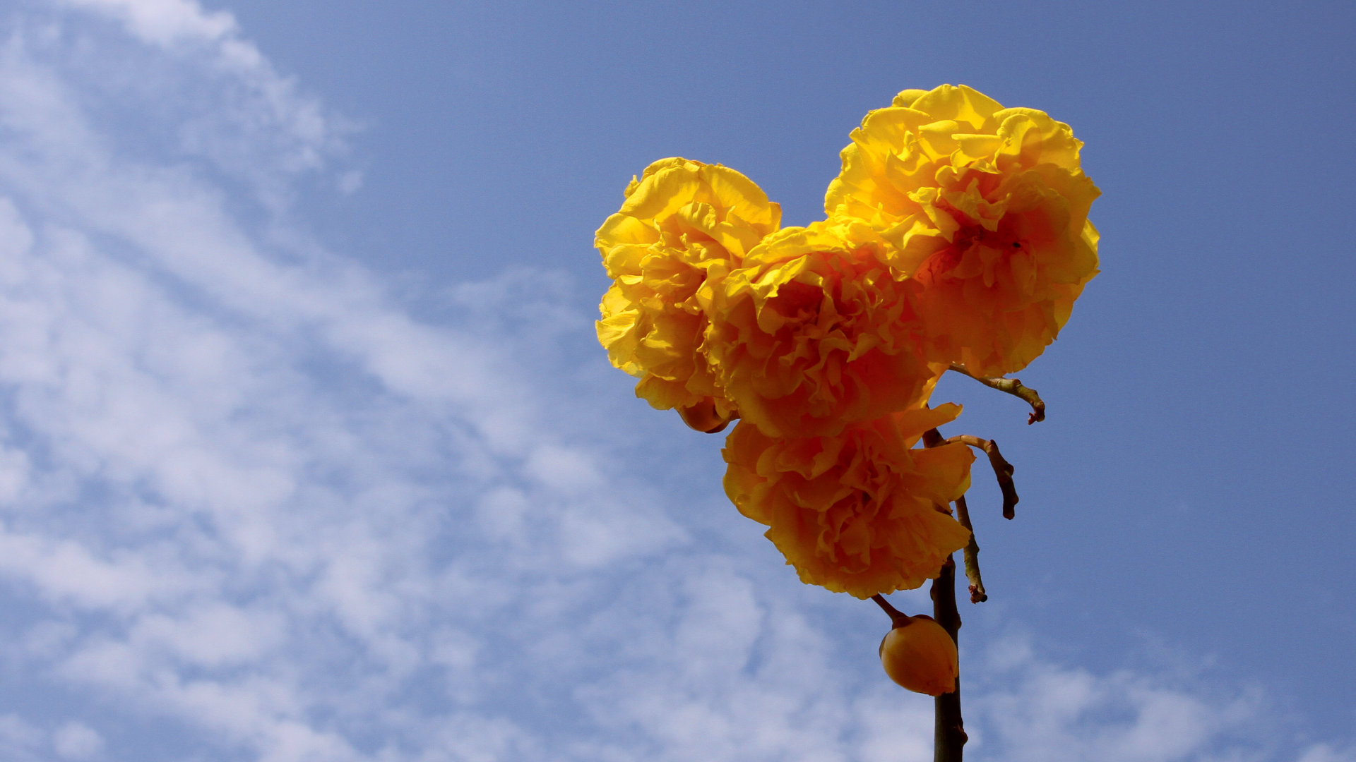 Yellow flowers 6