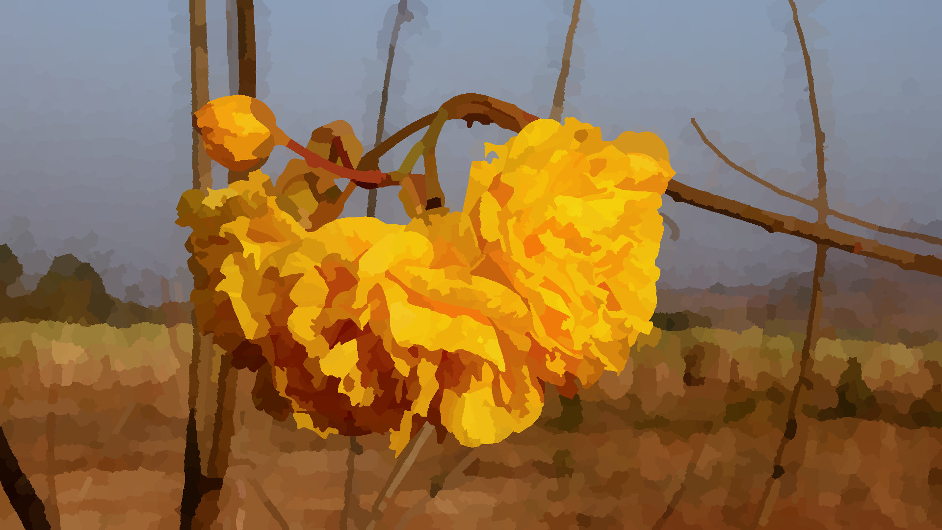 Yellow flowers 5