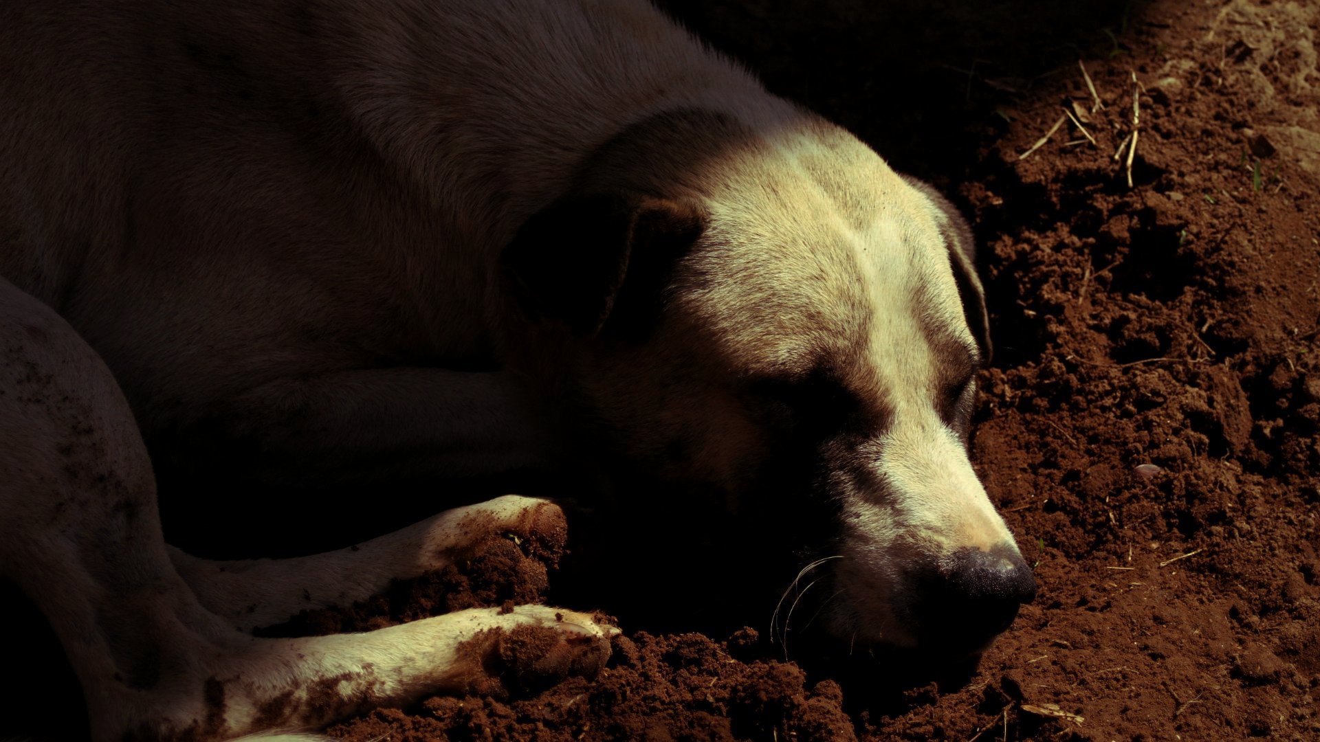 A sleeping dog