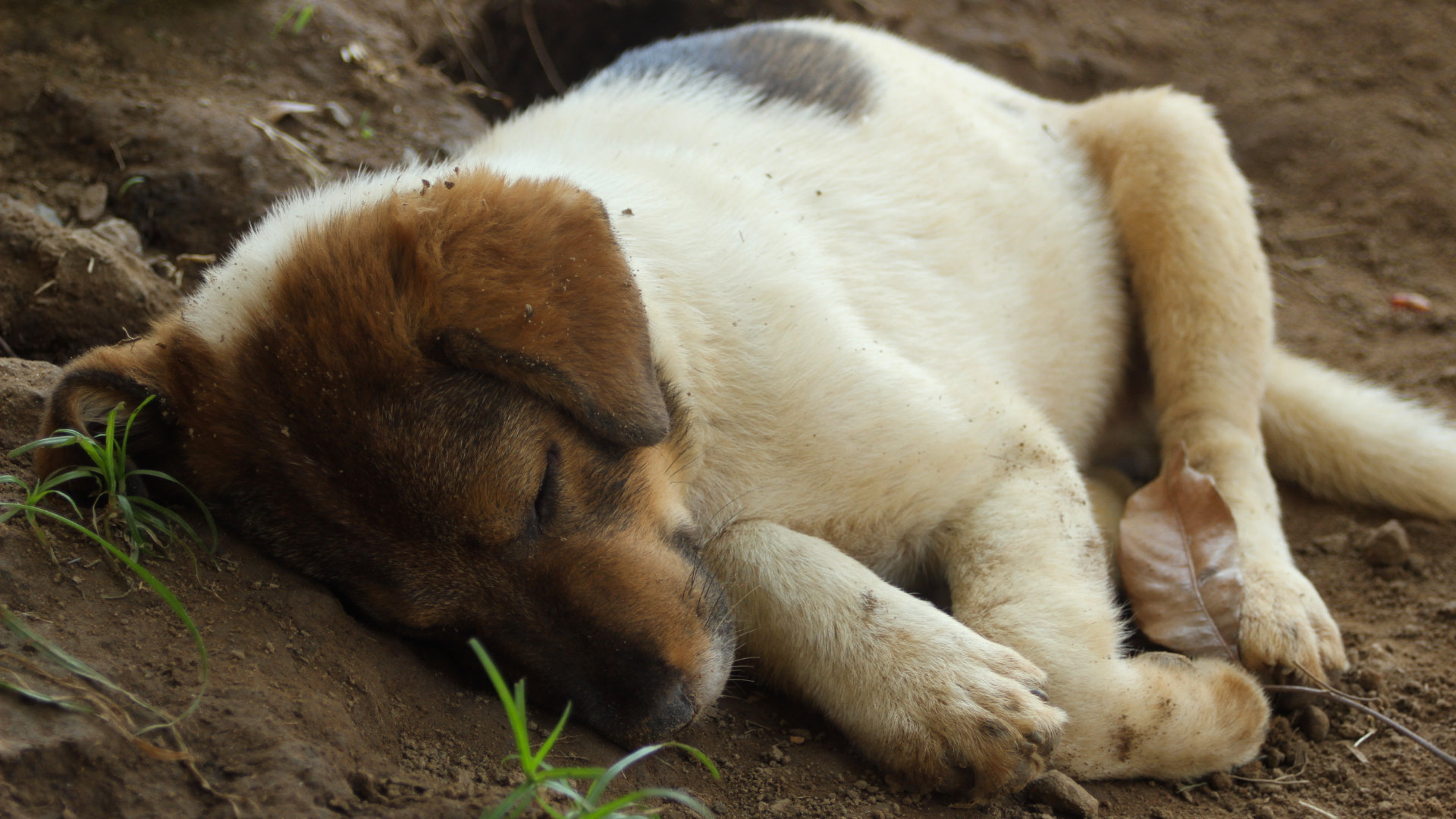 A sleeping puppy 2