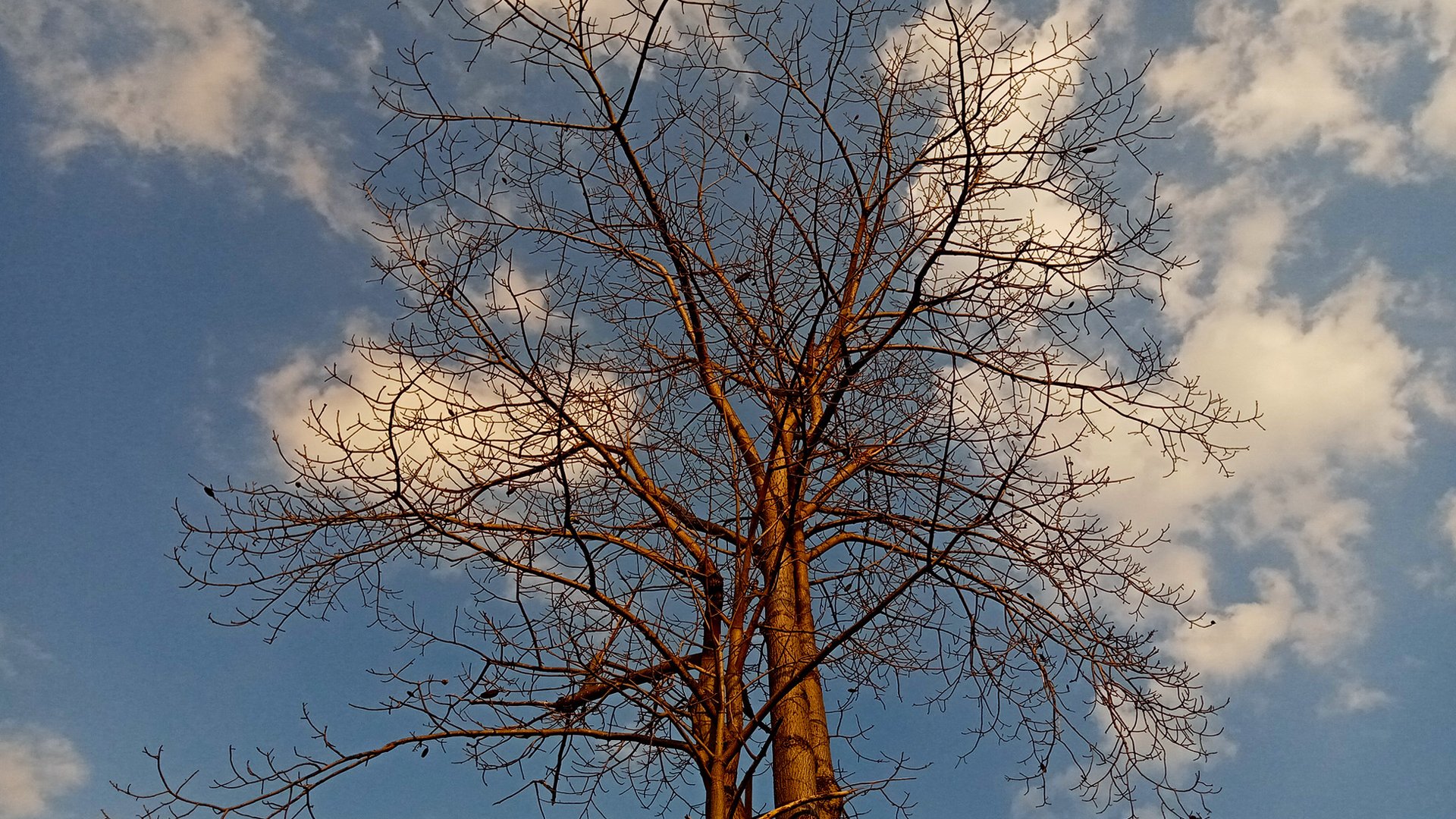 A leafless tree against the sky 2