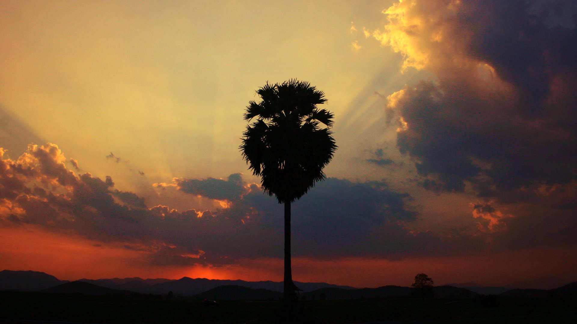 A palm tree at a sunset 1