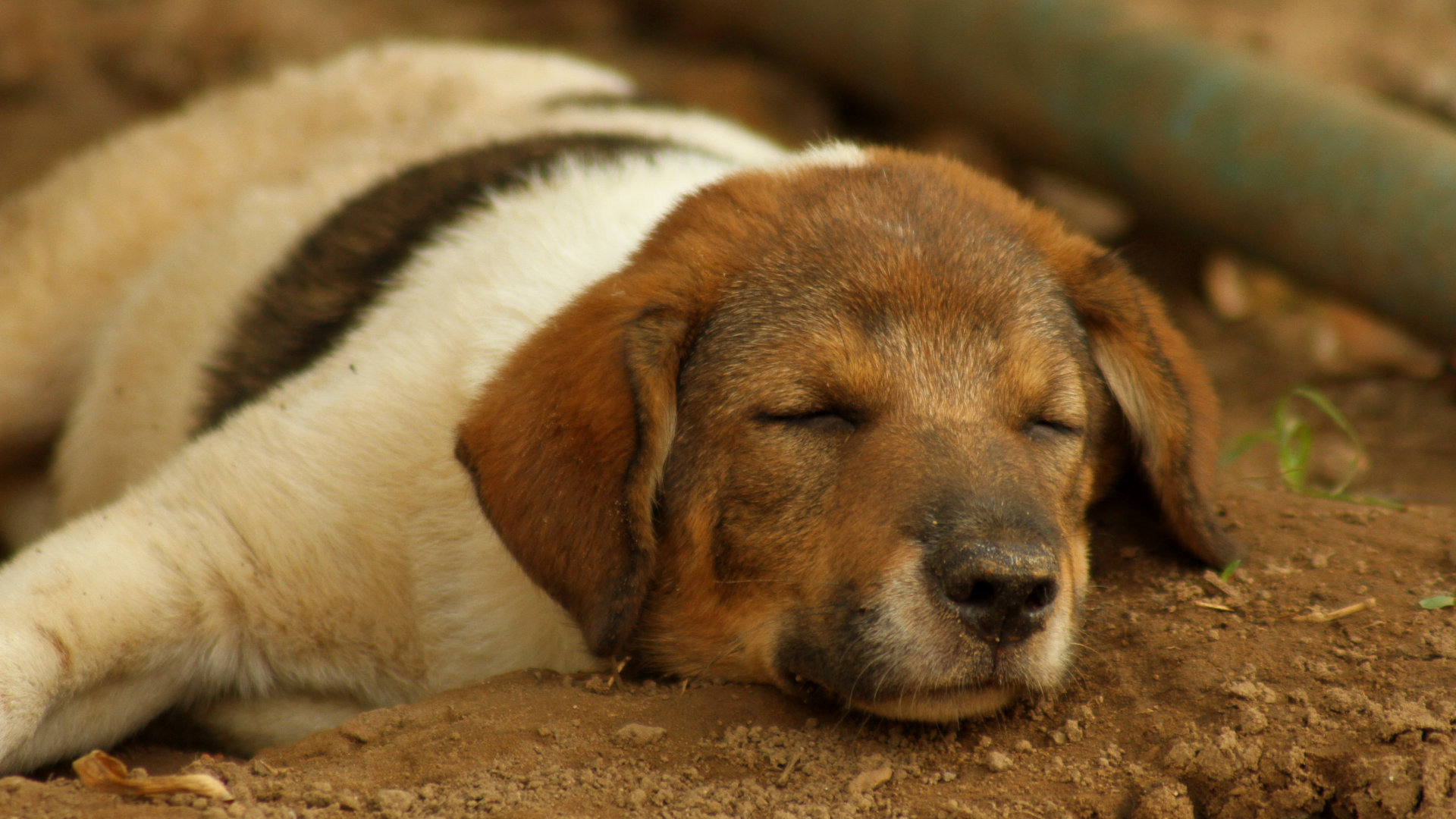 A sleeping puppy 1