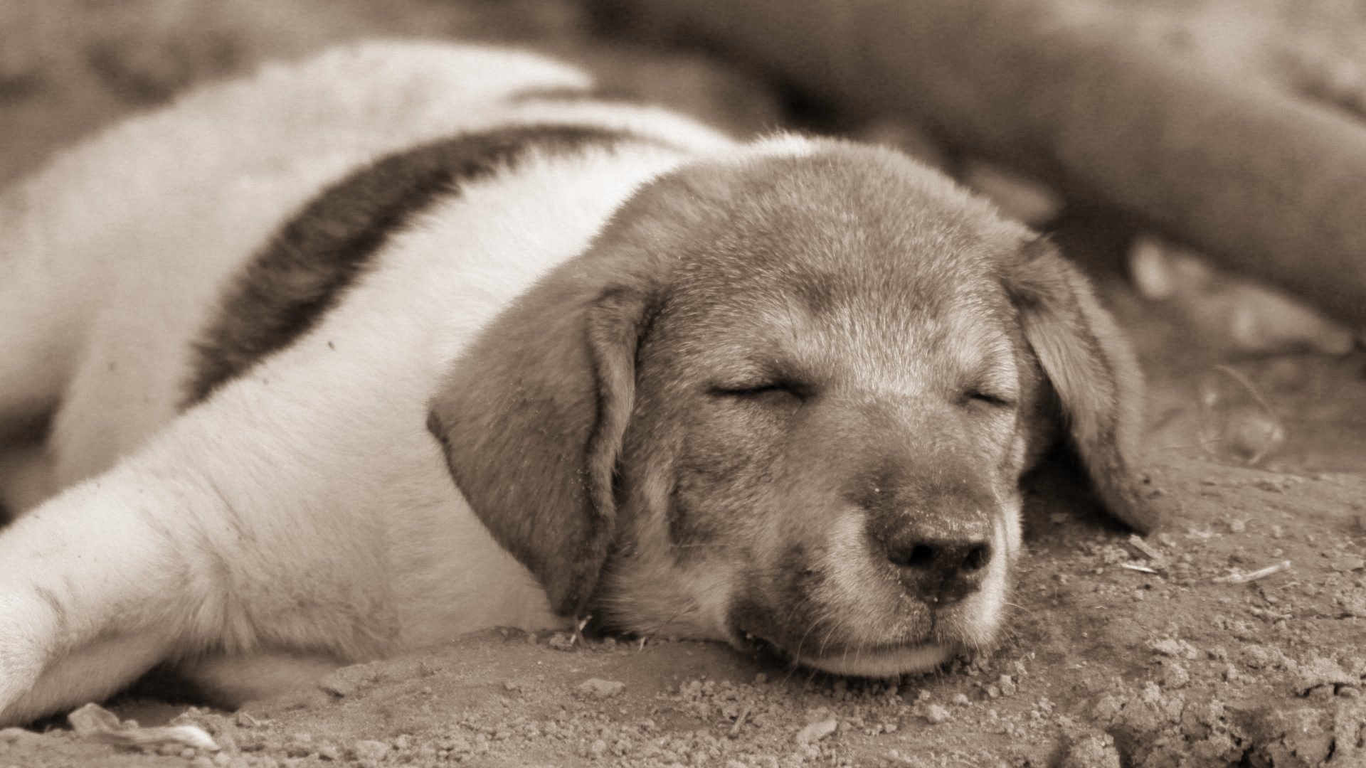 A sleeping puppy 1