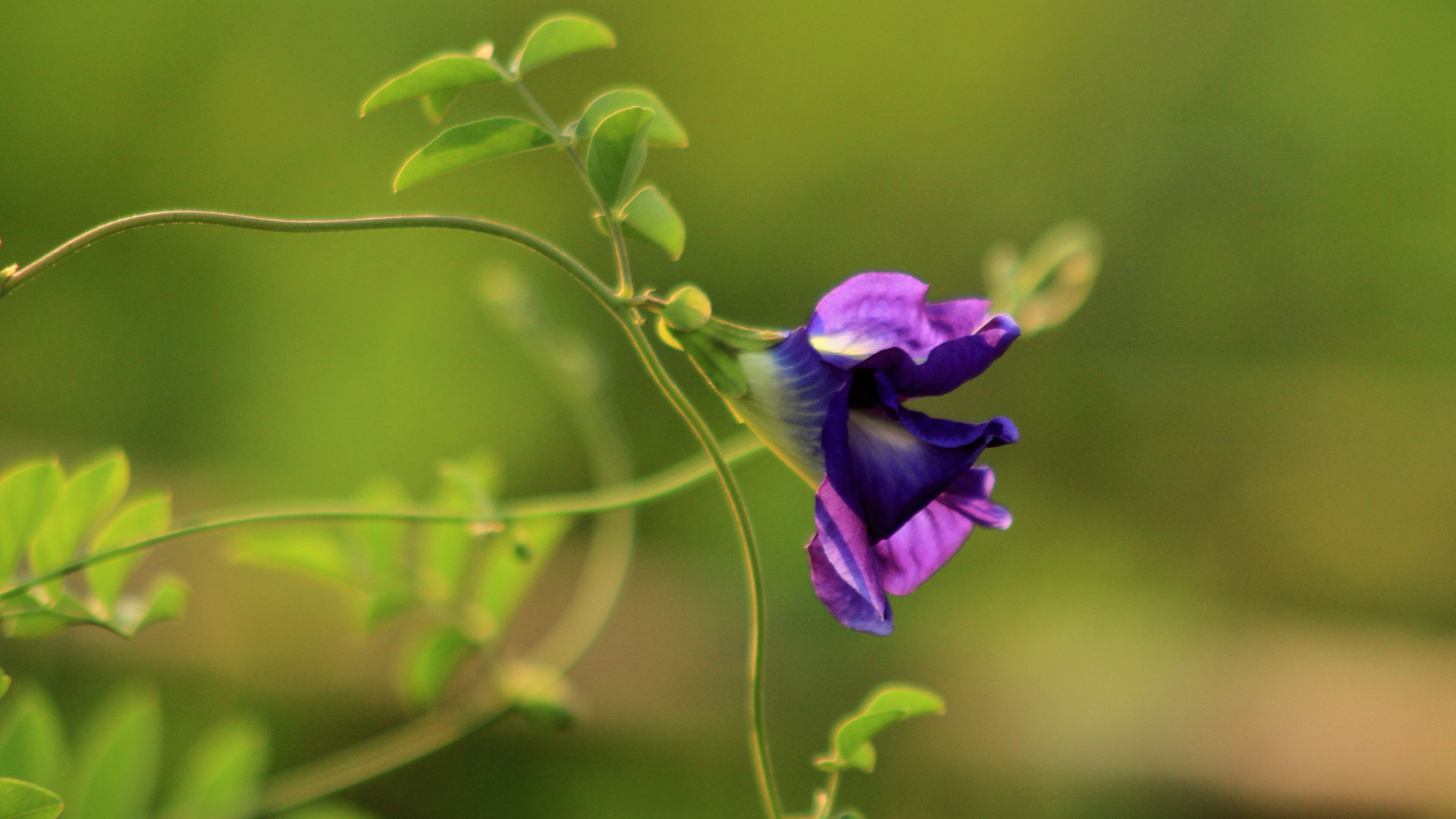 A blue pea