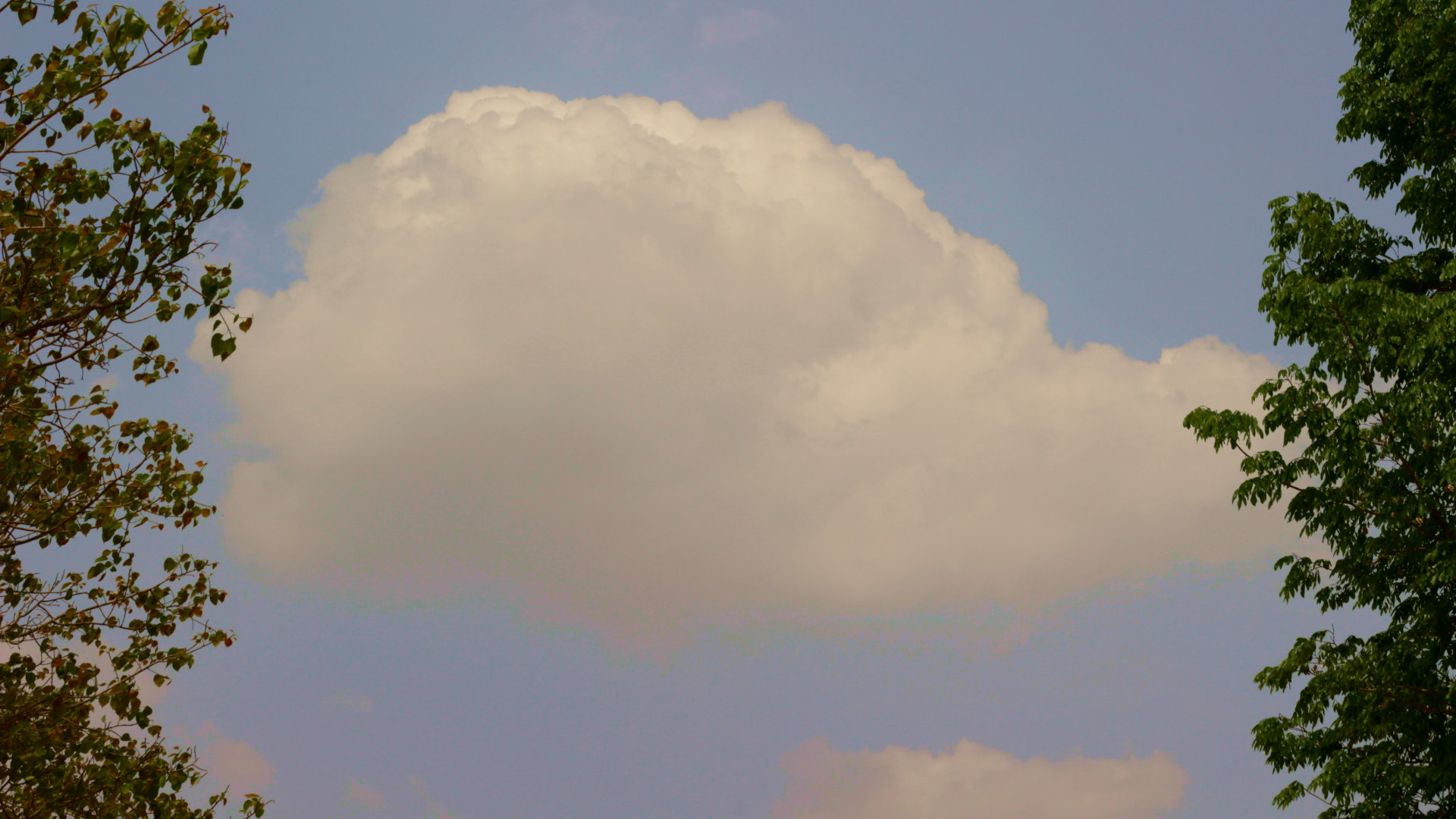 A cloud between two trees