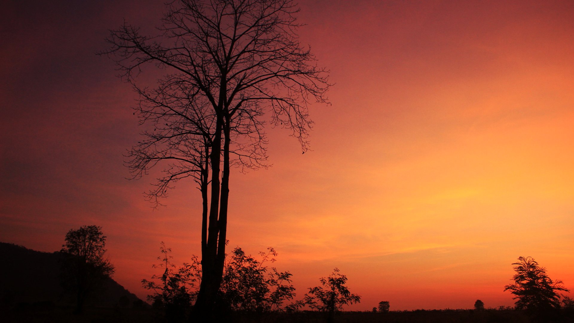 A leafless tree at dawn