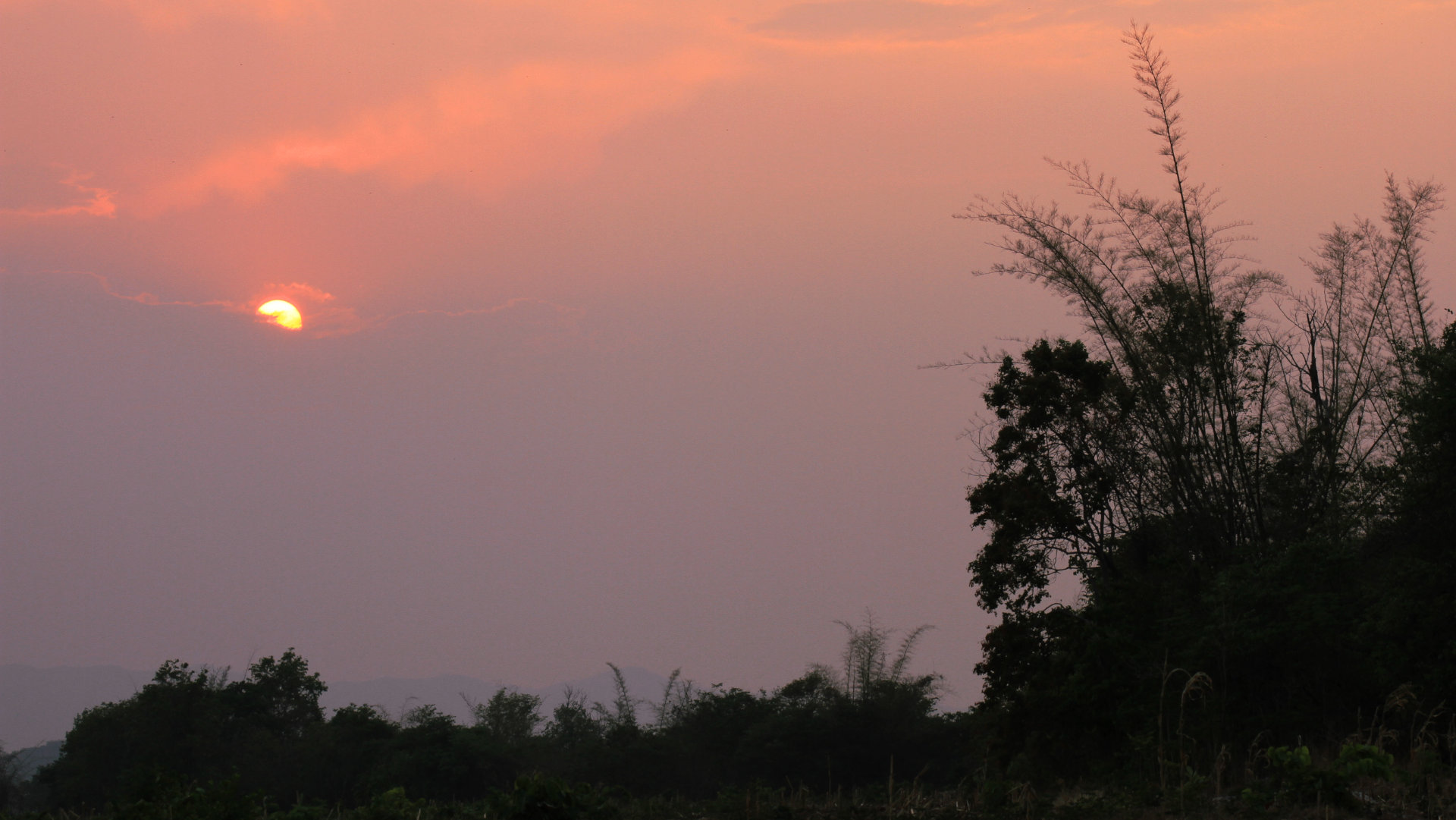 Bamboo trees at a sunset