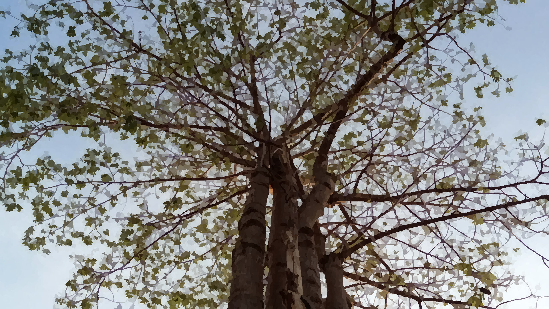 The former leafless tree, now full of leaves
